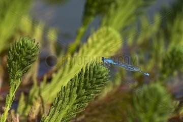 Common Blue Damselfly on a shoot Provence France