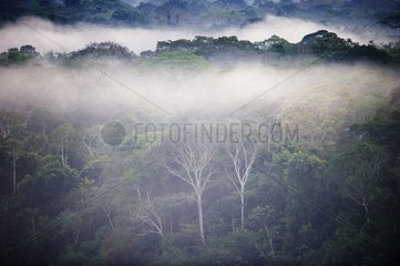 Primary lowland tropical rainforest at dawn Tambopata Peru