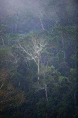 View across canopy of Amazonian rainforest Tambopata Peru