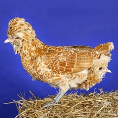 Padua dwarf chickens