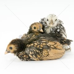 Sebright chicks gold and silver