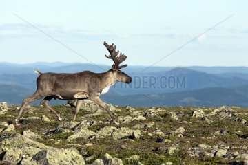 Reindeer advancing on the alpine tundra Quebec