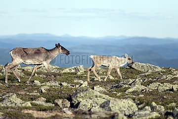 Reindeer female with young on the tundra Quebec