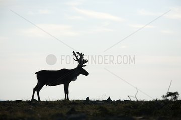Reindeer male walking on the tundra Quebec