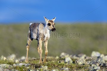 Young Reindeer two months old in the tundra Quebec
