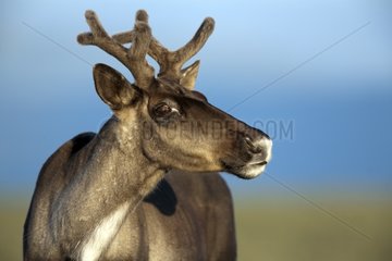 Female Reindeer in alert Quebec