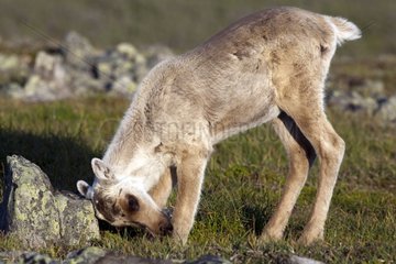 Young caribou rubbing his head against a rock Quebec