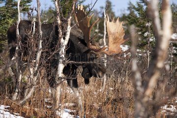 Eurasian Elk in the woods during the rut Gaspesie NP Quebec