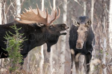Eurasian Elks in the woods during the rut Gaspesie NP Quebec