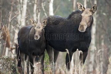 Female Eurasian Elk and its young during the rut Quebec