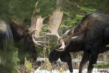 Elk fighting during the rut PN Gaspesie Quebec