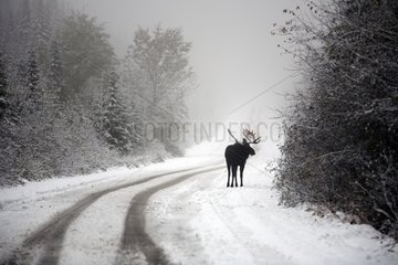 Elan male on a snowy road during the rut in Quebec