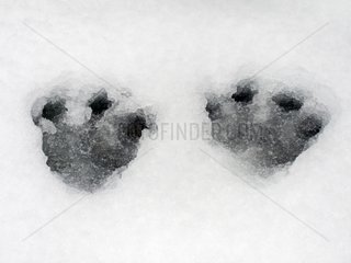 Traces of Snowshoe Hare in the snow in Quebec