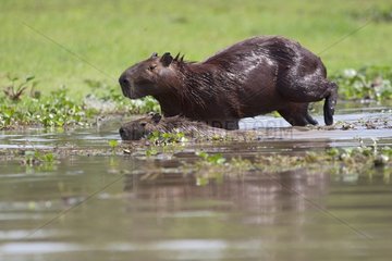 Capybara female and young in the Pantanal marsh Brazil