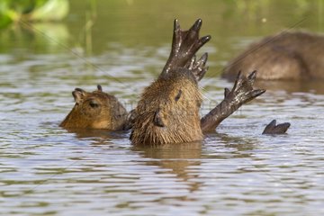 Capybara female and young in the Pantanal river Brazil