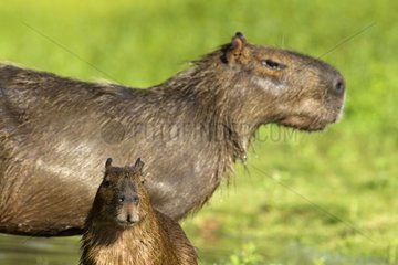 Capybara female and young in the Pantanal bank Brazil