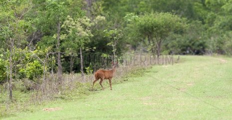 Red Brocket Deer at the edge Pantanal Brazil