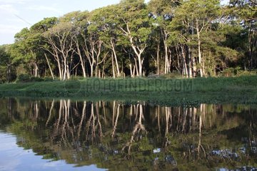 Rainforest on the Brazilian Pantanal bank