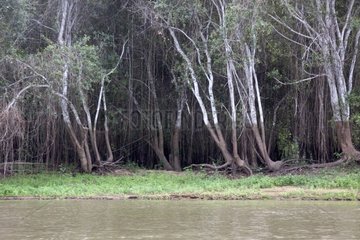 Water level on trees in the Brazilian Pantanal bank