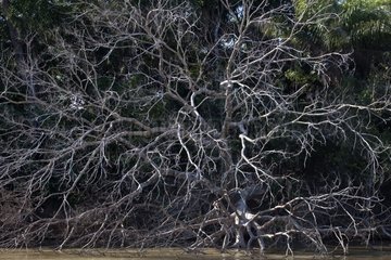 Fallen tree on the bank after flooding Pantanal Brazil