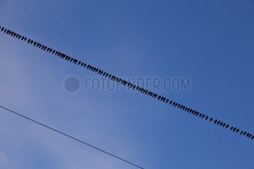 Gathering domestic Pigeons on a wire France
