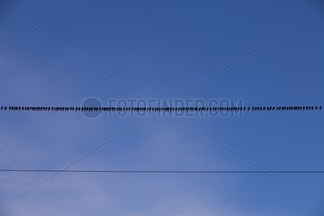 Gathering domestic Pigeons on a wire France