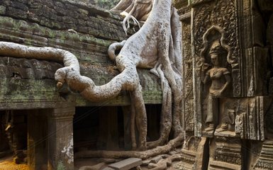 Ta Phrom temple invaded by roots at Angkor in Cambodia