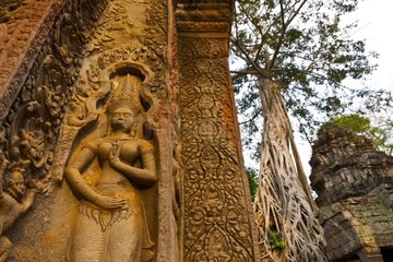 Ta Phrom temple invaded by roots at Angkor in Cambodia