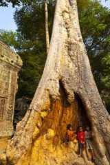 Children in a trunk at Ta Phrom Temple at Angkor in Cambodia