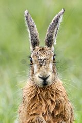 Portrait of a Brown Hare at spring GB