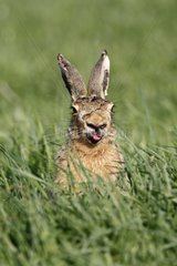 Brown Hare with a cold at spring GB