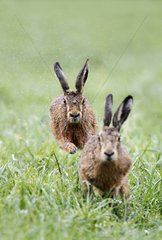Brown Hares running after each other at spring GB