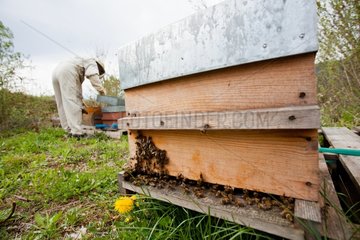 Beekeeper and beehive Warré at spring France