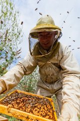 Beekeeper manipulating a beehive frame with black Bees