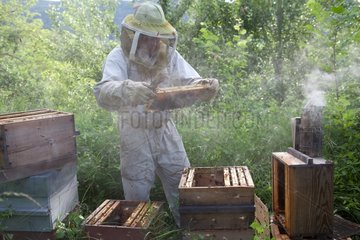Beekeeper in an apiary hives type Warré France