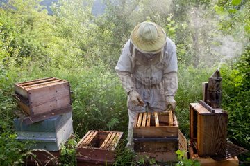 Beekeeper in an apiary hives type Warré France