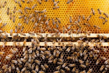 Increases bees within a hive type Warré France