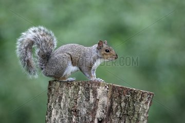 Grey Squirrel on a stump Midlands UK