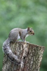 Grey Squirrel on a stump Midlands UK