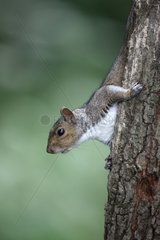 Grey Squirrel on a trunk Midlands UK