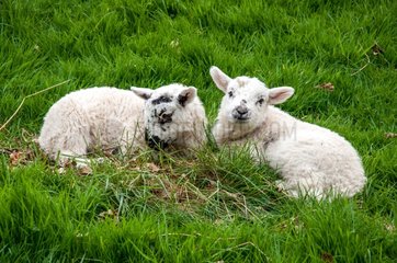 Lambs lying in the grass - England UK