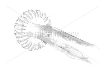 Stinger Jellyfish on white background inspiration Gyotaku