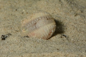 Cockle on sand - New Caledonia