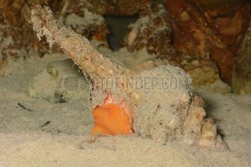 Nicobar spindle on sand - New Caledonia