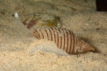 File Mitre on sand - New Caledonia