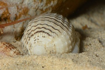 Nut Mitre on sand - New Caledonia