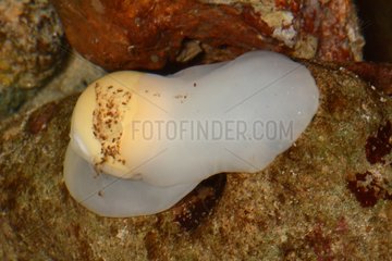 Pear-shaped moon snail on reef - New Caledonia