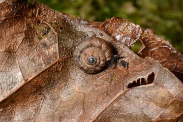 Snail on leaf - Twin Kauri Reserve New Zealand