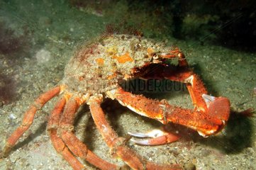 Blue Spiny Spider Crab on the bottom - Brittany France