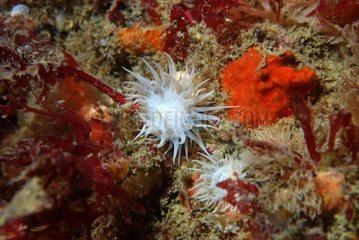 Sandalled Anemone on reef - Brittany France
